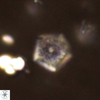 Goniolithus fluckigeri VR 00811