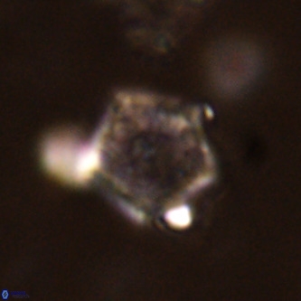 Goniolithus fluckigeri VR 01504