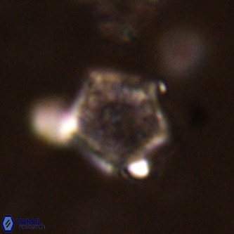 Goniolithus fluckigeri VR 01504