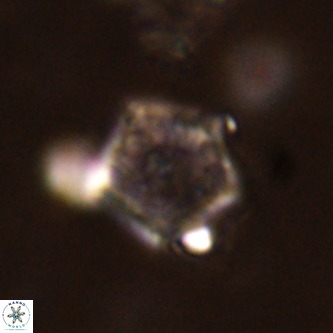 Goniolithus fluckigeri VR 01504
