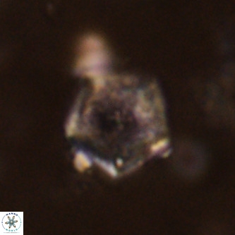 Goniolithus fluckigeri VR 01505