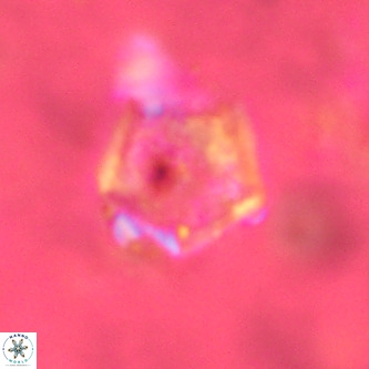 Goniolithus fluckigeri VR 01506