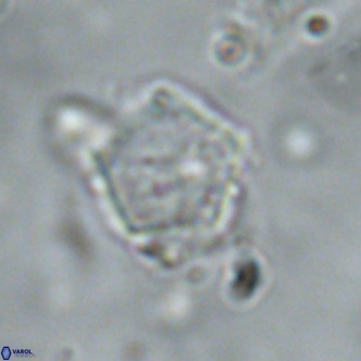 Goniolithus fluckigeri VR 01508