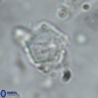 Goniolithus fluckigeri VR 01508