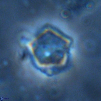 Goniolithus fluckigeri VR 01509