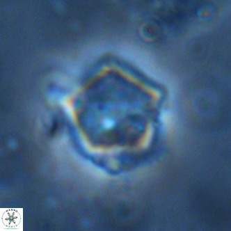 Goniolithus fluckigeri VR 01509