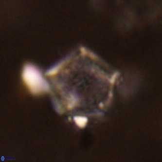 Goniolithus fluckigeri VR 01501