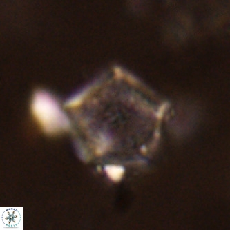 Goniolithus fluckigeri VR 01501