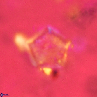 Goniolithus fluckigeri VR 01502