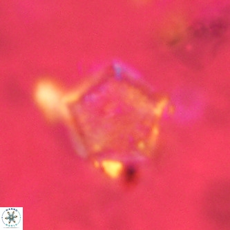 Goniolithus fluckigeri VR 01502