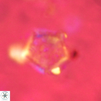 Goniolithus fluckigeri VR 01503
