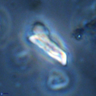 Goniolithus fluckigeri VR 01517