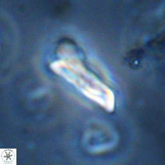 Goniolithus fluckigeri VR 01517