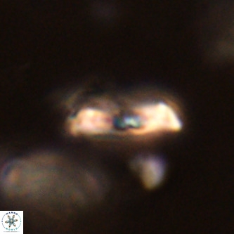 Goniolithus fluckigeri VR 01525