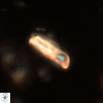 Goniolithus fluckigeri VR 01529