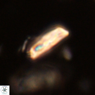 Goniolithus fluckigeri VR 01522