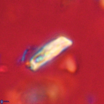 Goniolithus fluckigeri VR 01523