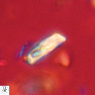 Goniolithus fluckigeri VR 01523