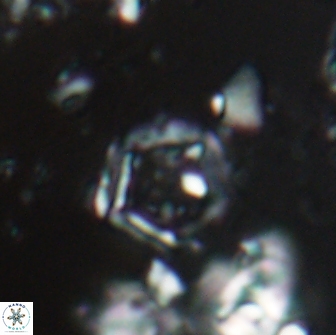 Goniolithus fluckigeri 21884