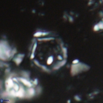 Goniolithus fluckigeri 21885