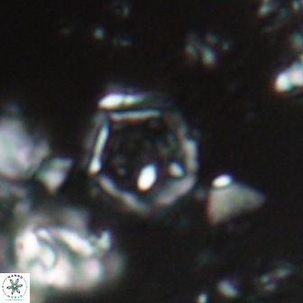 Goniolithus fluckigeri 21885