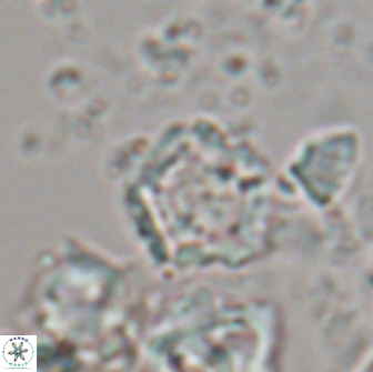 Goniolithus fluckigeri 21887