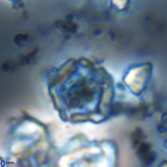 Goniolithus fluckigeri 21888