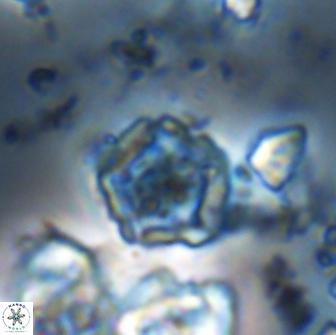 Goniolithus fluckigeri 21888