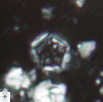Goniolithus fluckigeri 21881