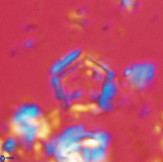 Goniolithus fluckigeri 21882