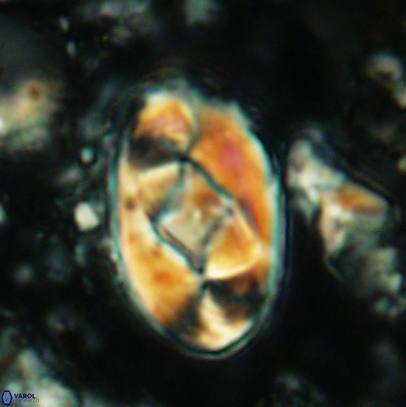 Gorkaea obliqueclausus 4527