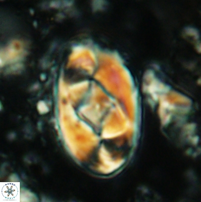 Gorkaea obliqueclausus 4527