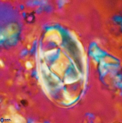 Gorkaea obliqueclausus 4528