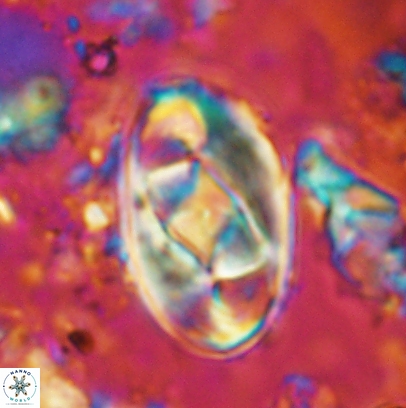 Gorkaea obliqueclausus 4528