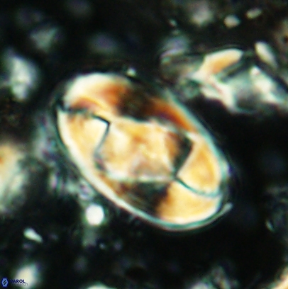 Gorkaea obliqueclausus 4530
