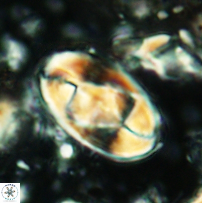 Gorkaea obliqueclausus 4530