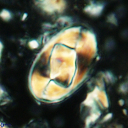 Gorkaea obliqueclausus 4531