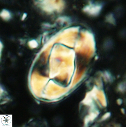 Gorkaea obliqueclausus 4531