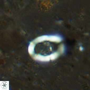 Gorkaea operio VR 15941