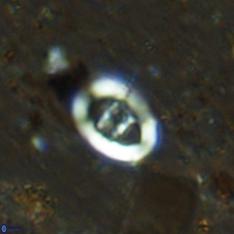 Gorkaea operio VR 15935