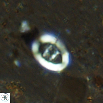 Gorkaea operio VR 15935
