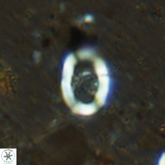 Gorkaea operio VR 15937