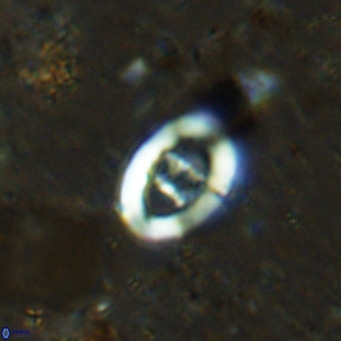 Gorkaea operio VR 15939