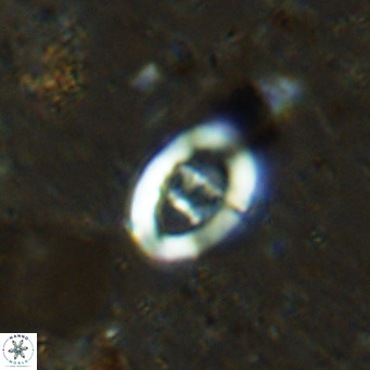Gorkaea operio VR 15939