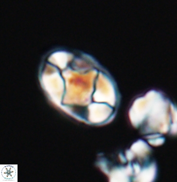 Gorkaea adamas brevis 11346
