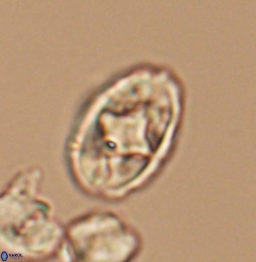 Gorkaea adamas brevis 11353
