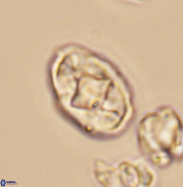 Gorkaea adamas brevis 11355