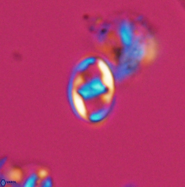 Gorkaea exiguus 11422