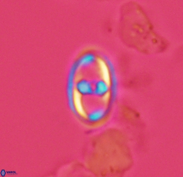 Gorkaea exiguus 2958