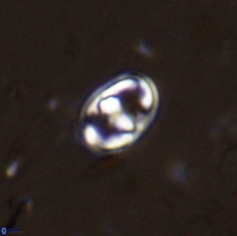Gorkaea exiguus 48690